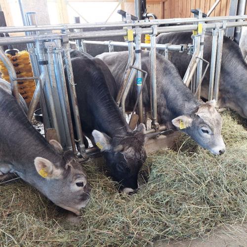 Exkursion zum Bauernhof