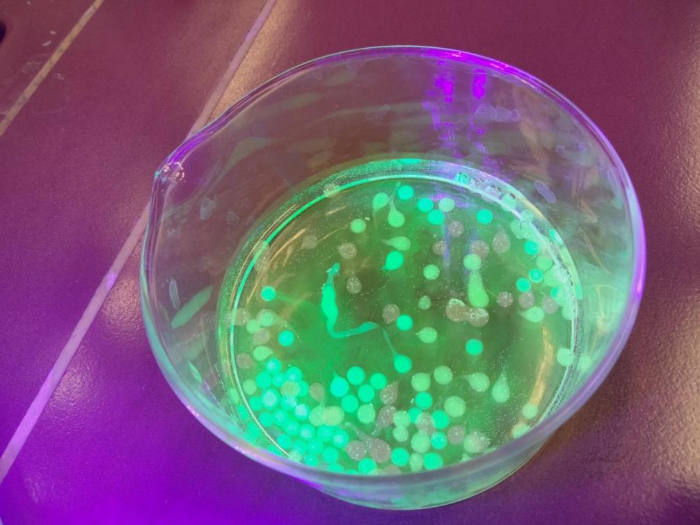 MINT-Lab 2025 (Klasse 2)